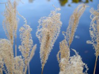 423961286 Pampas Grass